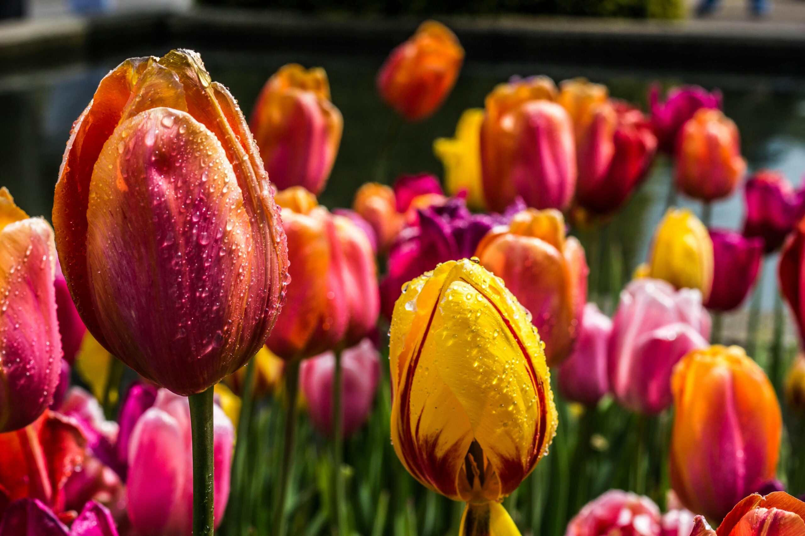 Wat is de beste tijd om tulpen te planten?