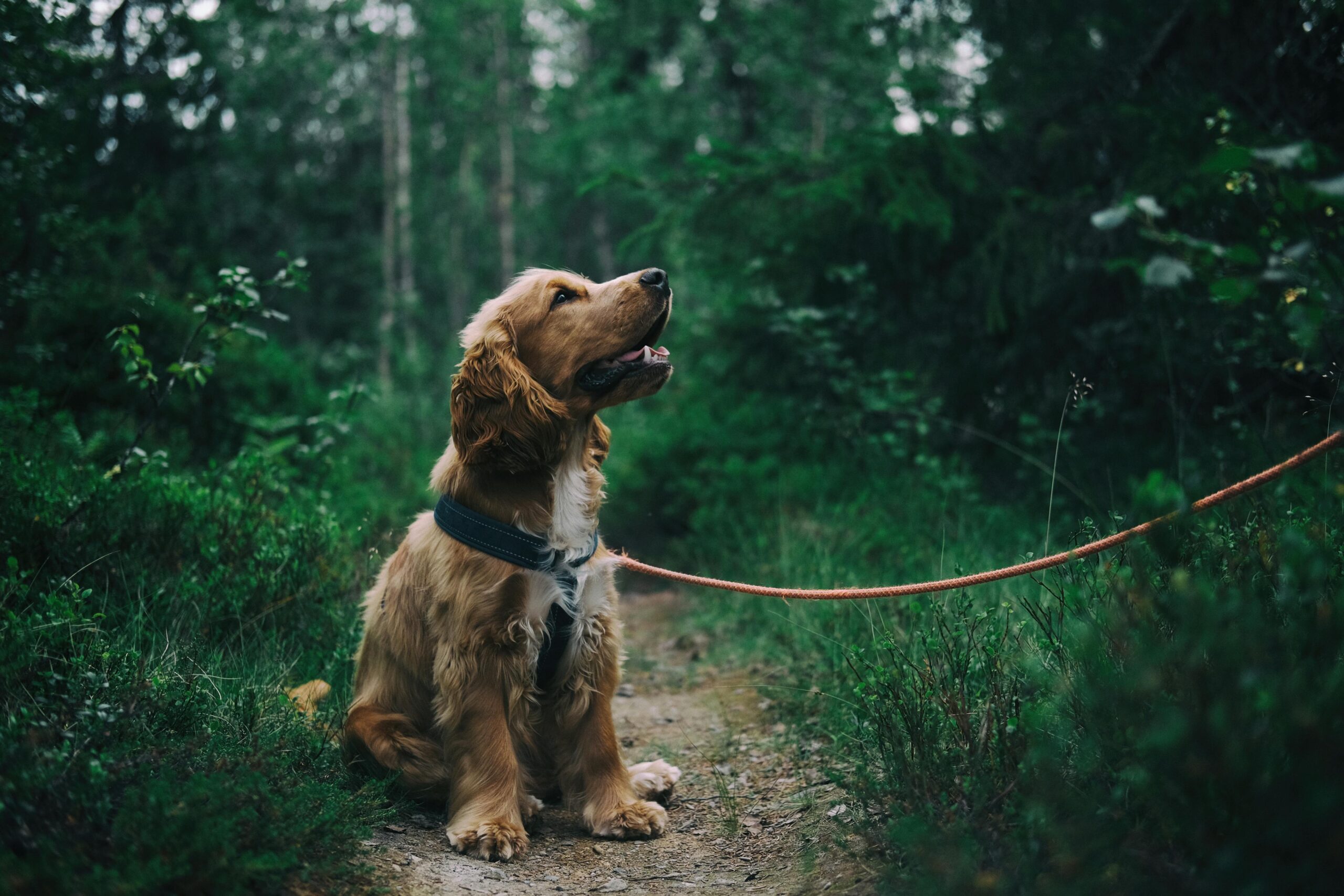 Beste plekken voor een weekendje weg in Nederland met de hond